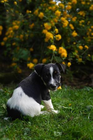 Image 3 of Beautiful tri-coloured jack Russell puppies!
