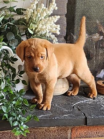 Image 3 of Last boy available Fox red labrador puppies