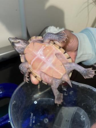 Image 1 of For sale 4years old Terrapin turtle £100