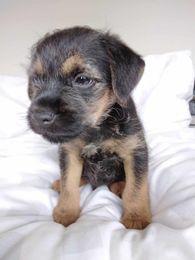 Image 3 of Border Terrier Pups, 1 female and 2 males.