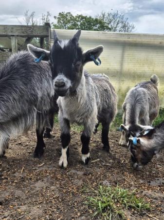 Image 2 of Beautiful Pigmy goat kids of varying colours