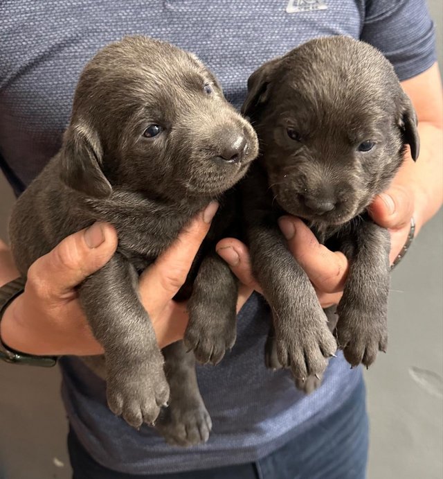 Preview of the first image of Stunning - Silver & Charcoal Labrador Pups.