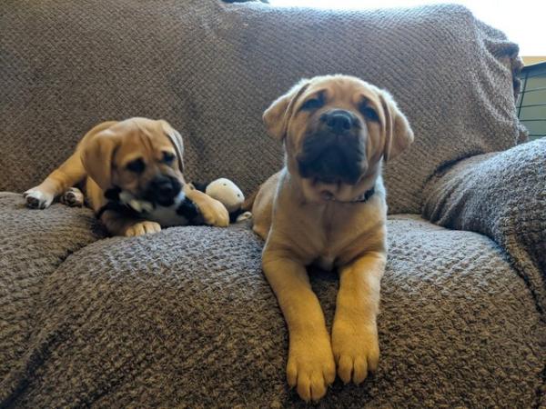 Image 9 of Large mix breed puppies for sale