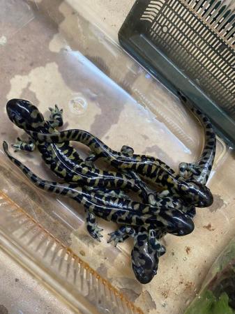 Image 5 of Sub adult Tiger salamanders £60 Each
