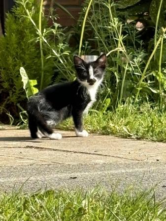 Image 4 of British short haired cross kitten 10 weeks old