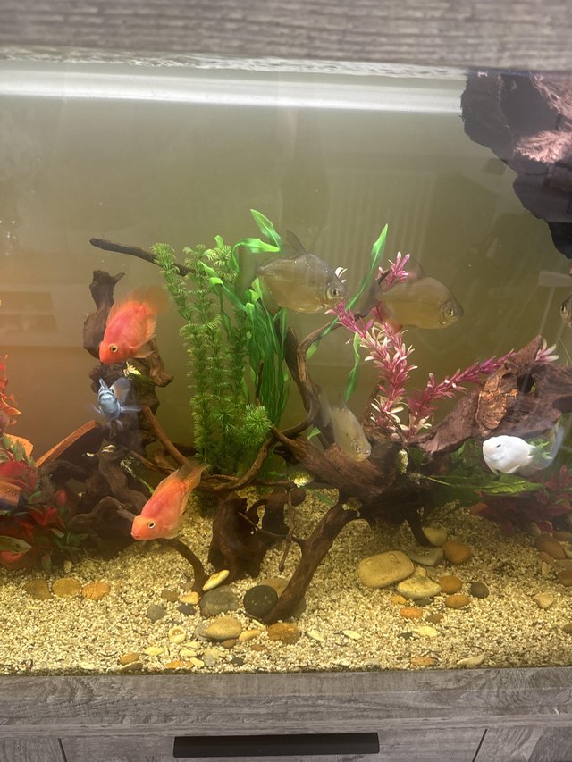 Preview of the first image of Red blood parrot fish and various fish for sale.