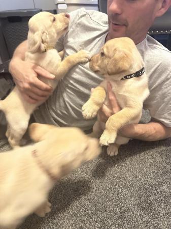 Image 17 of Beautiful Labrador pups for sale
