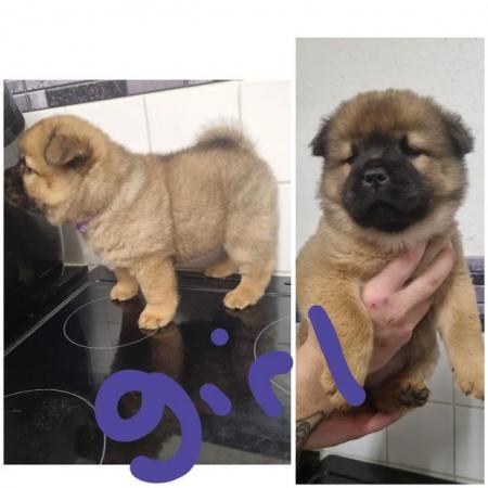 Image 3 of Amazing chow chow x pups for sale