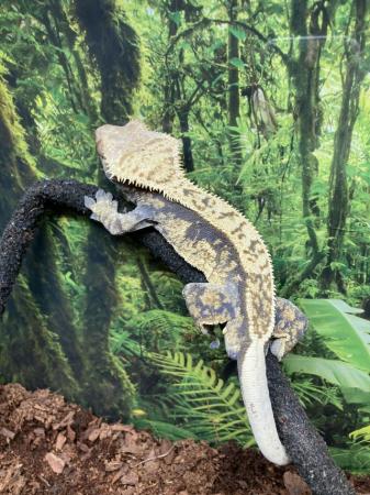 Image 4 of Male harlequin crested gecko