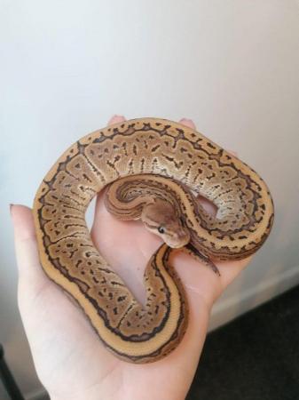 Image 1 of Ball Python Snake Collection For Sale