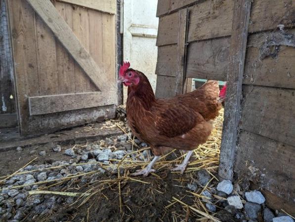 Image 1 of 5 x Warren hens coming upto a year old 5 for £65