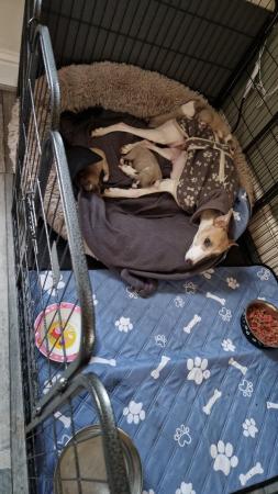 Image 1 of REDUCED!!! 9 week old blue fawn whippet boys