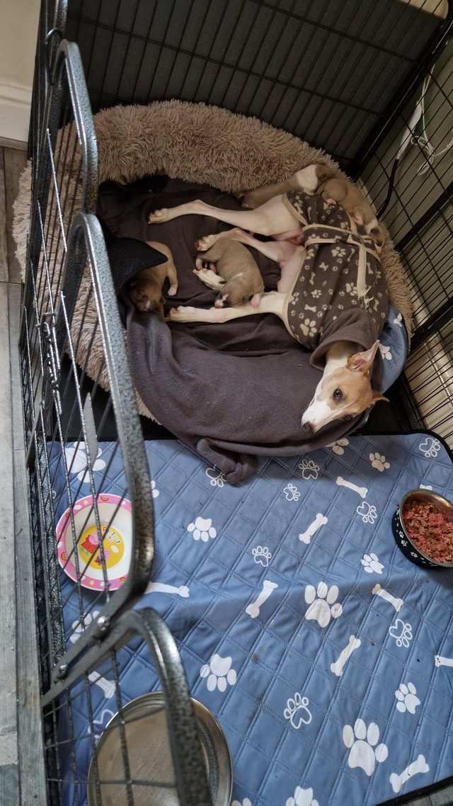 Preview of the first image of REDUCED!!! 9 week old blue fawn whippet boys.