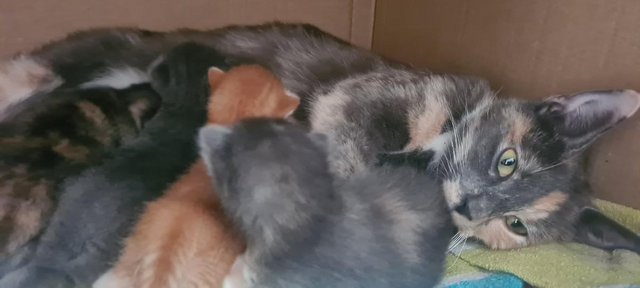 Image 1 of Kittens for sale (will be 9 weeks from 22nd June 2024