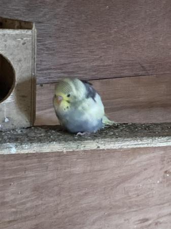 Image 2 of Budgies male and female