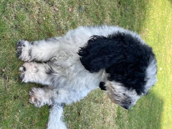 Image 3 of 2 yr old Male Cockapoo reluctantly for sale