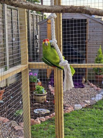 Image 3 of 11 month old red lored amazon parrot