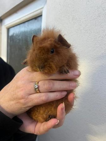 Image 3 of Lots of baby boy guinea pigs for sale,various breeds.