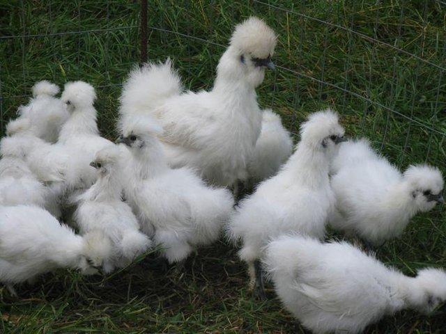 Preview of the first image of SILKIE HATCHING EGGS / MIXED COLOURS.