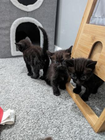 Image 3 of Gorgeous kittens ready to leave now
