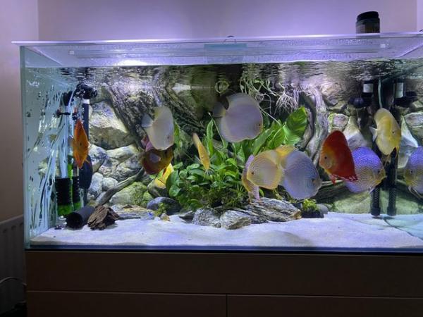 Image 2 of Aquarium 3D background for fish tank