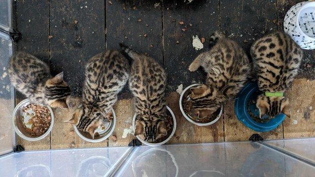 Image 4 of Litter of Bengal Kittens