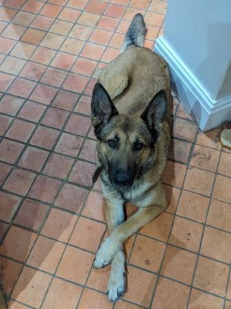Image 3 of Experienced home wanted for small Belgian-type Shepherd