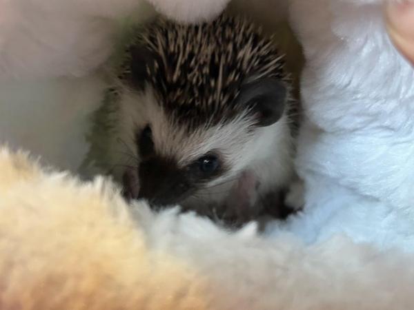 Image 2 of African Pygmy hedgehog for sale