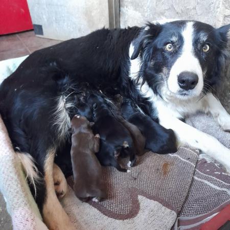 Image 2 of 4 months old Border Collie × Kelpie pup