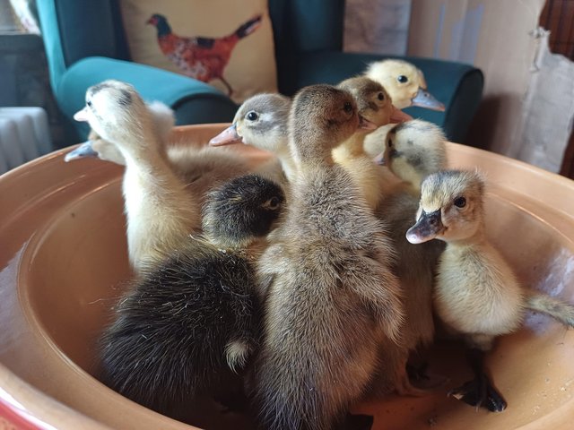 Preview of the first image of Gorgeous Indian Runner Ducklings.