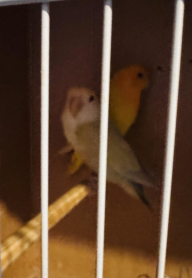 Preview of the first image of Love birds - 2 male and 2 female.