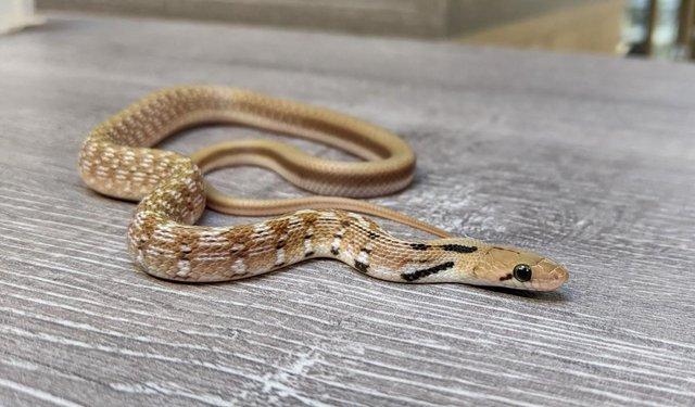 Image 2 of Snakes - Rainforest Exotics Stocklist