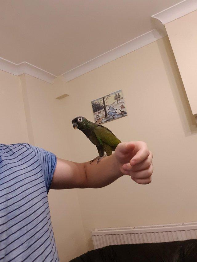 Preview of the first image of Rehoming Parrots - Lots of Experience.
