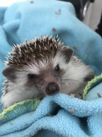 Image 2 of African pygmy hedgehog male