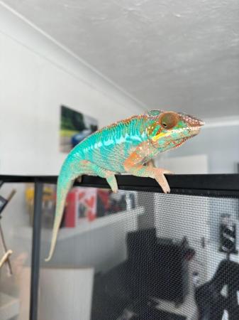 Image 2 of 1 Year old Panther Chameleon (Blue Bar) + Full Setup