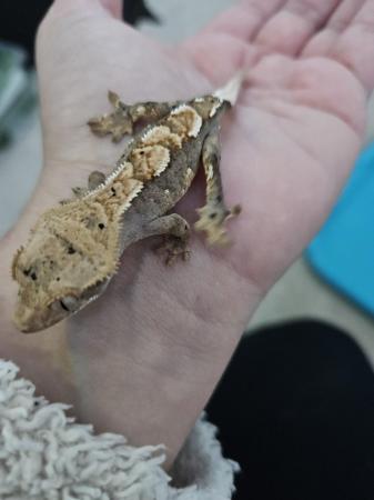 Image 2 of Crested Geckos babies 6 available