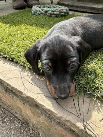 Image 11 of Miniature Dachshunds for sale