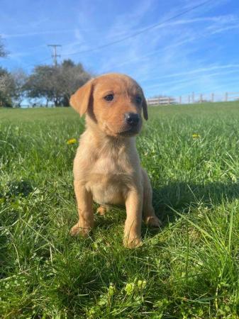 Image 22 of OUTSTANDING LITTER OF FOX RED AND YELLOW LABRADOR PUPPIES
