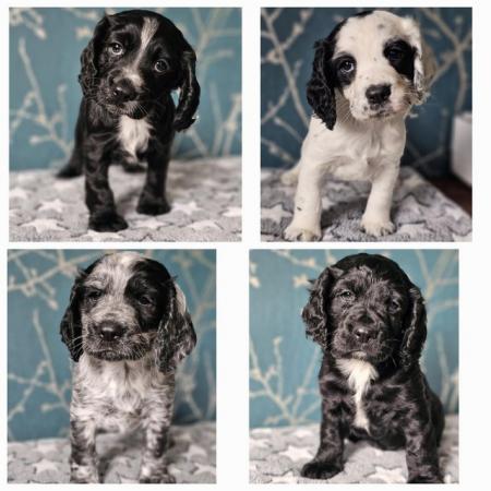 Image 1 of KC Registered Working Cocker Spaniel Puppies, Ready mid July