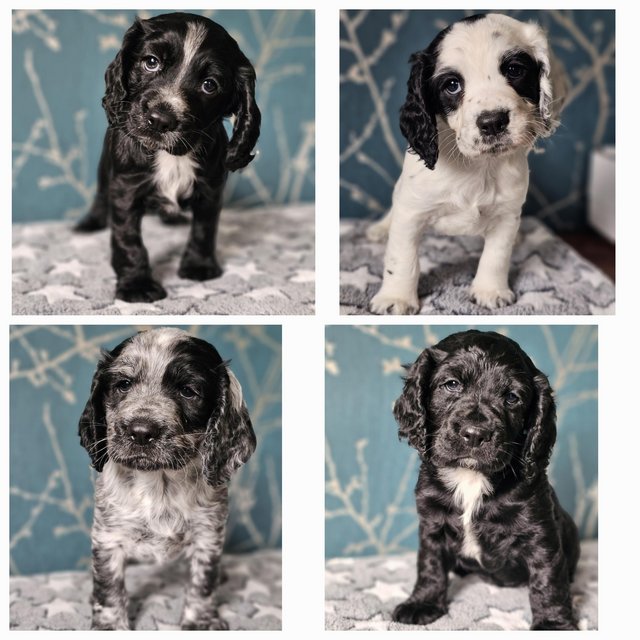 Preview of the first image of KC Registered Working Cocker Spaniel Puppies, Ready mid July.