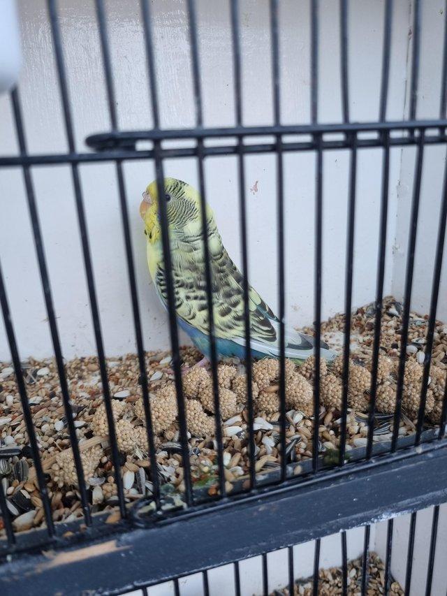 Pied budgies best sale for sale