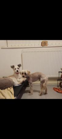 Image 27 of Pedigree Chinese Crested puppies