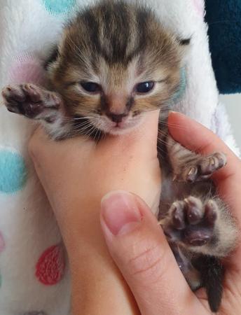 Image 5 of Ragdoll Cross kittens- from GCCF Ragdoll Queen