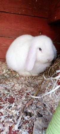 Image 4 of French lop x mini lop kits