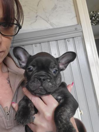 Image 9 of French bulldog pups looking for there forever homest