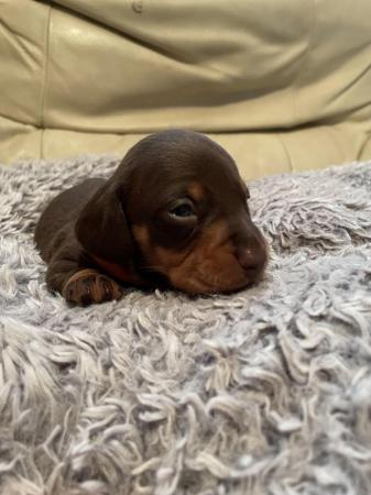 Image 6 of * 1 Boy left *chocolate and tan mini smooth dachshund