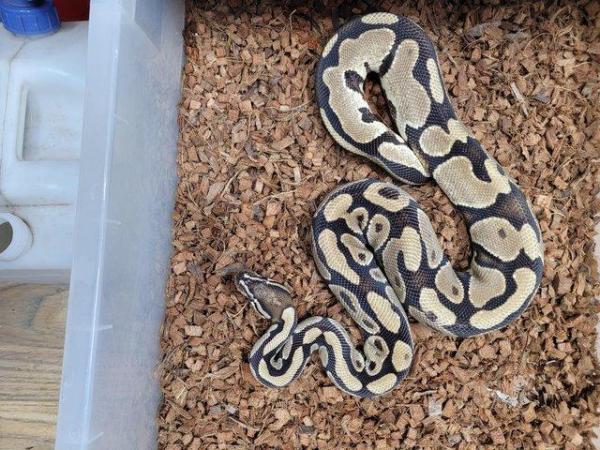 Image 8 of Various royal pythons, pied , mojave , pastel , het russo