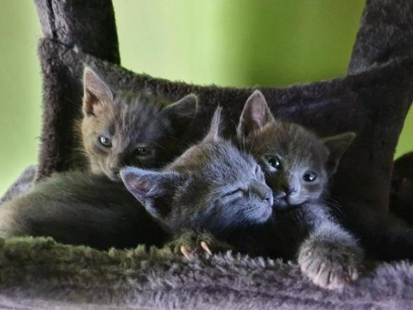 Image 11 of RUSSIAN BLUE KITTENS FOR SALE