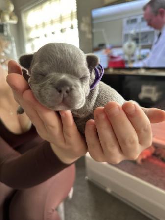 Image 16 of French bulldog Puppys quality litter PP avail