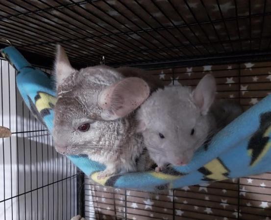 Image 3 of Chinchilla Kits, various for sale